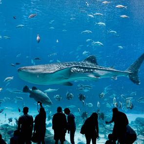 Μπήκαμε στο μεγαλύτερο ενυδρείο στις ΗΠΑ