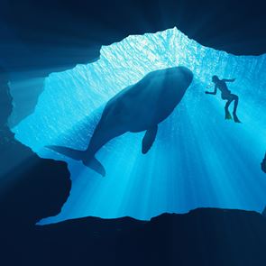 Ένας οδηγός επιβίωσης σε περίπτωση που σε καταπιεί φάλαινα