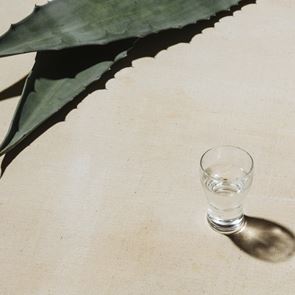 Η αγαύη επαναστάτησε