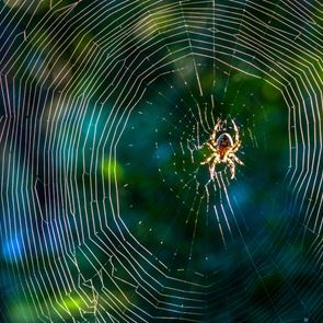 Κι αν η φονική αράχνη-μπανάνα θεραπεύει τη στυτική δυσλειτουργία