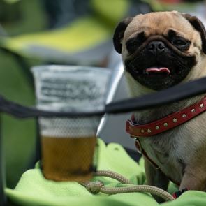<em>Μπύρα</em> για σκύλους: Αυτό που έλειπε από τον πλανήτη