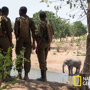Ο James Cameron γύρισε ντοκιμαντέρ για την λαθροθηρία ελεφάντων