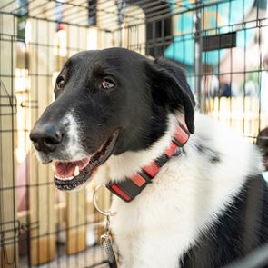 Παγκόσμια Ημέρα των Ζώων | Τα Pet City διοργάνωσαν την πρώτη Ημέρα Υιοθεσίας για αδέσποτα σκυλάκια