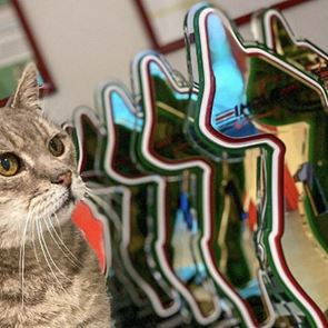 Formulino, ο τυχερός γάτος της Formula 1