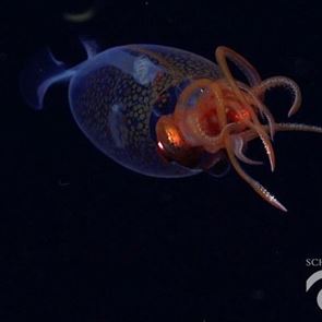 Το κολοσσιαίο καλαμάρι τελικά δεν είναι μύθος-Δείτε βίντεο