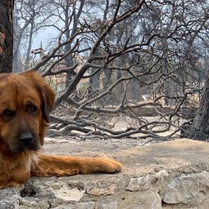 Πώς μπορείς να βοηθήσεις τα πυρόπληκτα ζώα