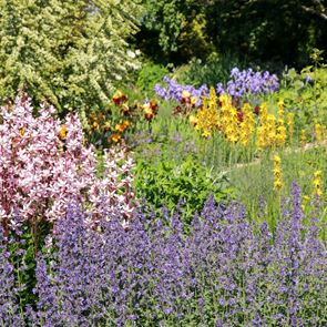 Αυτό είναι το πιο ανθεκτικό φυτό εκεί έξω - Aν του βάλεις φωτιά, δεν καίγεται