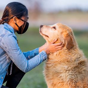 Οι σκύλοι ως ανιχνευτές του κορονοϊού στον άνθρωπο