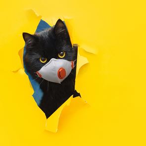 Κι όμως, οι γάτες μπορούν να κολλήσουν Covid-19 και μάλιστα σοβαρά