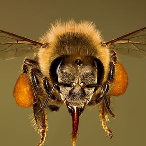 Οι μέλισσες που εκπαιδεύονται για να βρίσκουν τον &lt;em>κορονοϊό&lt;/em>