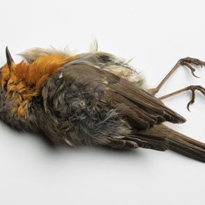 Επιστήμονες μετέτρεψαν νεκρά πουλιά σε ζόμπι-drones για να μας κατασκοπεύουν