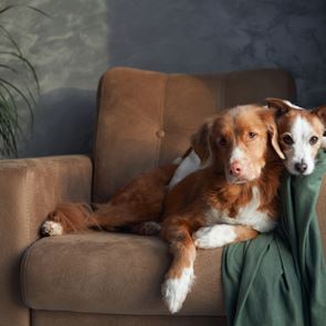 Ήξερες ότι ένας σκύλος μπορεί να κάνει πιο δελεαστική την αγορά ενός ακινήτου