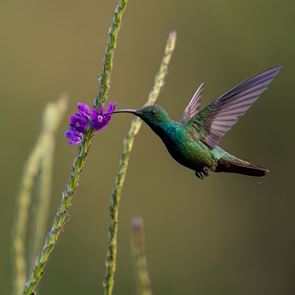 Αυτό είναι το μοναδικό πουλί που πετάει και προς τα πίσω