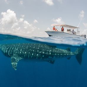 Απελευθερώνοντας τον μεγαλύτερο καρχαρία του πλανήτη