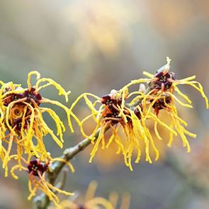 Υπάρχει φυτό που 'φτύνει' τους σπόρους του σα σφαίρες