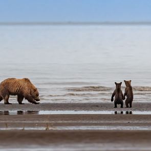 Σκοτώνοντας νεογέννητες αρκούδες στις φωλιές τους