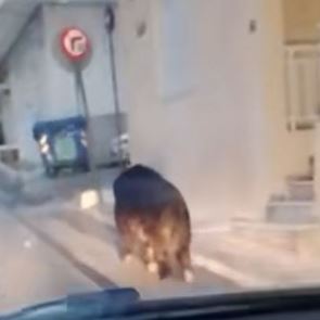 Πλέον, κυκλοφορούν κι αγριογούρουνα στο Περιστέρι (video