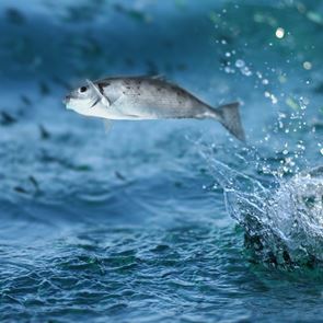 Νορβηγός δημοσιογράφος έφαγε &#39;χαστούκι&#39; από ιπτάμενο ψάρι σε ζωντανή μετάδοση