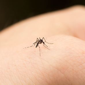 Οι 2 μοναδικοί τρόποι για να απαλλαγείς απ&#39; τα κουνούπια