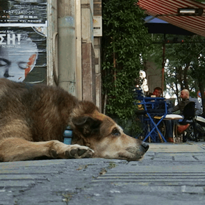 Αδέσποτες βόλτες με τους άγνωστους Αθηναίους