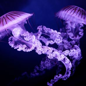 Μωβ μέδουσα: Οι περιοχές στην Ελλάδα με το μεγαλύτερο πρόβλημα