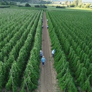 Από το χωράφι στην κουζίνα: Η βιωσιμότητα στο πιάτο μας-Η τάση που αλλάζει τον τρόπο που τρώμε