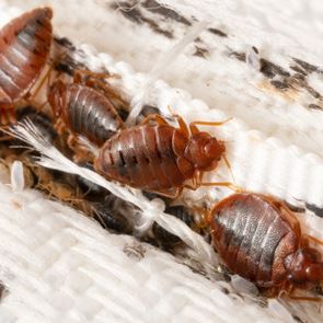 Πώς έφτασαν οι κοριοί στην &lt;em>Ελλάδα&lt;/em>