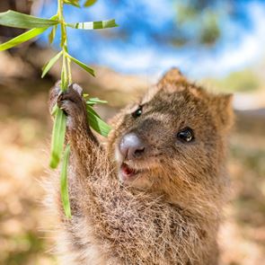 Αυτό είναι το πιο χαρούμενο ζώο του κόσμου
