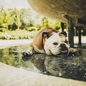 Προστατεύοντας τον σκύλο σου από τον καύσωνα