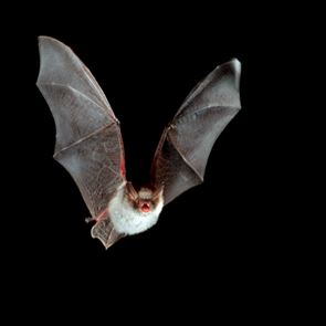 Η γέννηση και η εξάπλωση των ιών