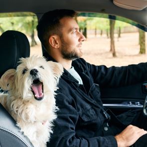 Η σωστή θέση του σκύλου στο αυτοκίνητο για να είναι πιο χαλαρός