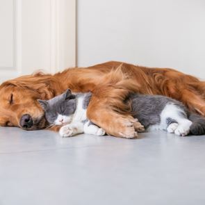 Τι όνειρα βλέπουν οι γάτες και οι σκύλοι και πόσο μοιάζουν με των ανθρώπων