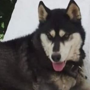 Τι δείχνουν οι νέες αποκαλύψεις για τον βασανιστικό θάνατο του Όλιβερ στην Αράχωβα