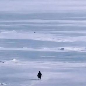 Αυτή είναι ιστορία του πιο viral πιγκουίνου στο ίντερνετ-Γιατί κατέκλυσε τα social media