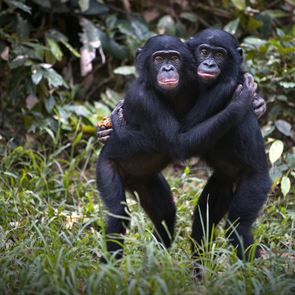 Αυτό το είδος πιθήκων επικοινωνεί όπως οι άνθρωποι