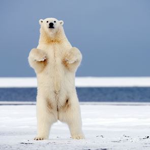 Γιατί οι πολικές αρκούδες κατέβηκαν στη βόρεια ρωσική επαρχία