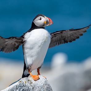 Αν θέλεις να μετράς θαλάσσιους παπαγάλους και να δουλεύεις, αυτή είναι η ευκαιρία σου