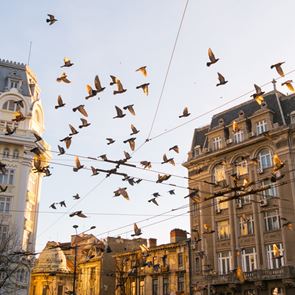 Η πανδημία άλλαξε ρεπερτόριο στα πτηνά, στην κυριολεξία