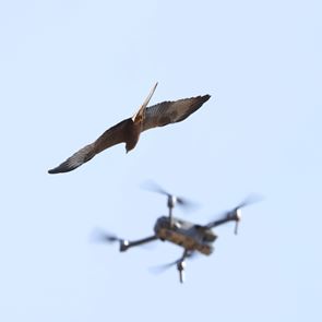 Ταριχευμένα πουλιά, η νέα τάση στα drones