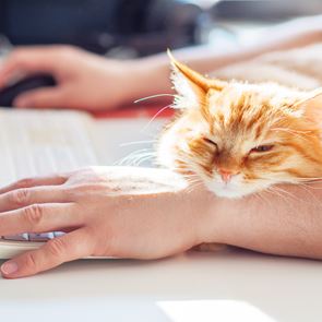 Τι δείχνει νέα έρευνα για τη μετάδοση του κορονοϊού στα κατοικίδια