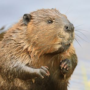 Κανένας πίθηκος, νέα έρευνα μας συνδέει με τους κάστορες