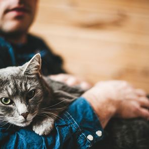 Οι cat lovers δικαιώνονται, οι γάτες είναι τα καλύτερα αγχολυτικά