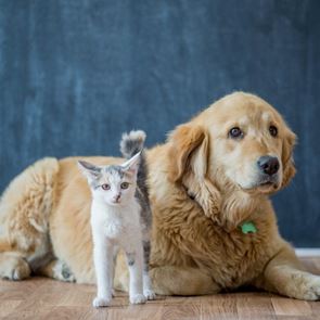 Παγκόσμια Ημέρα Αδέσποτων Ζώων: 6 αδέσποτες ιστορίες