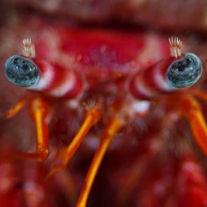 Αυτό το μικρό πλάσμα έχει γίνει ο νέος σταρ του διαδικτύου