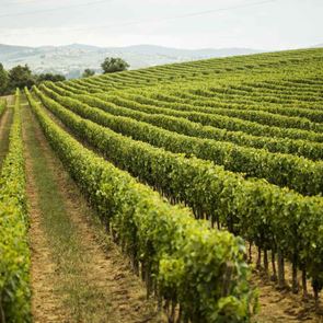 Οι experts του κρασιού λατρεύουν αυτή την περιοχή της &lt;em>Ιταλίας&lt;/em>