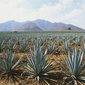 Τελειώνει όντως η τεκίλα στον πλανήτη