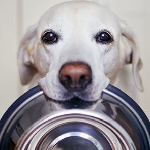 Τελικά, πόσες φορές την ημέρα πρέπει να ταΐζεις τον σκύλο σου