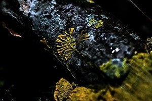 Δε φαντάζεστε τι έκαναν στην Ιαπωνία επειδή χάλασαν τα διόδια