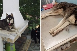 Άρση απορρήτου στις επικοινωνίες για να βρεθεί ο δολοφόνος του χάσκι στην Αράχωβα