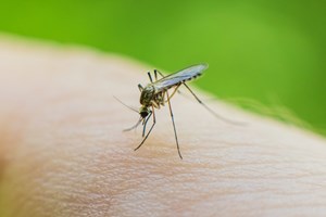 Τι συμβαίνει και αυξάνονται οι κατσαρίδες στην Αθήνα
